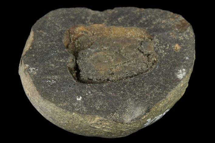 Cystoid Fossil (Mitrocystites) - Czech Republic #115242